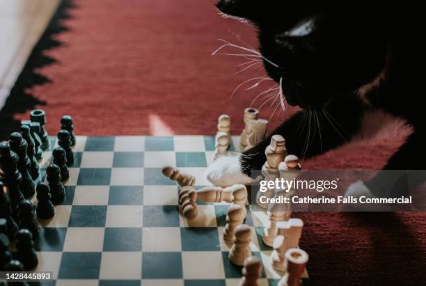 a cat knocks over pieces on a chessboard - chessboard stock-fotos und bilder