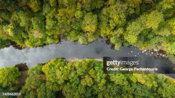 top down aerial photo of river flowing though a dense forest - belgium aerial stock pictures, royalty-free photos & images