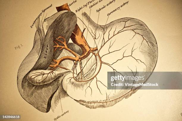 Medical lithograph from 'A System of Human Anatomy Including its Medical and Surgical Relations' illustrates the cardiovascular system of...