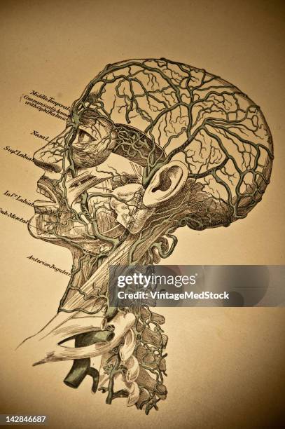 Medical lithograph from 'A System of Human Anatomy Including its Medical and Surgical Relations' illustrates the cardiovascular system of the human...