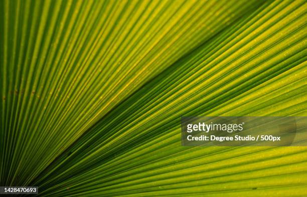 green palm leaf texture for wallpaper and background abstract background texture background,george town,penang,malaysia - george town penang stockfoto's en -beelden