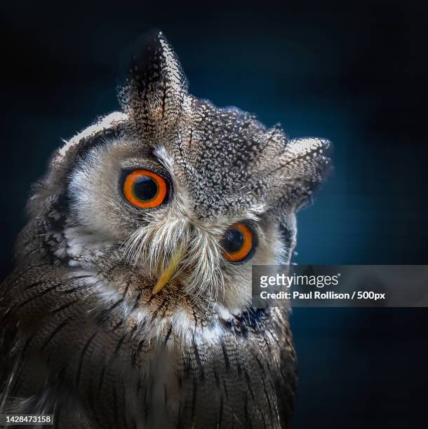 close-up portrait of eagle owl against black background,new forest district,united kingdom,uk - gufo reale europeo foto e immagini stock