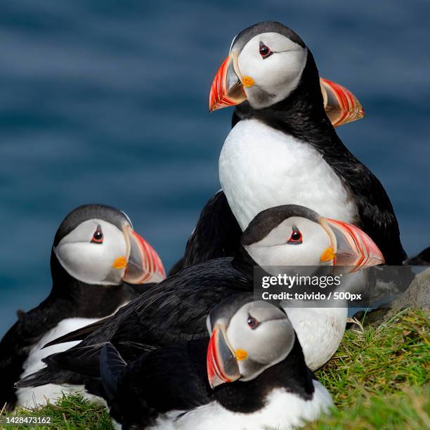 high angle view of atlantic puffin on grass,vestmannaeyjar,iceland - puffin stock pictures, royalty-free photos & images