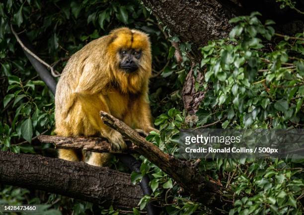 portrait of black howler howler monkey sitting on tree - howler stock pictures, royalty-free photos & images