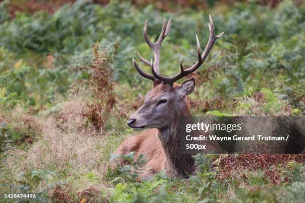 side view of red deer standing on field,richmond park,richmond,united kingdom,uk - wayne gerard trotman fotografías e imágenes de stock