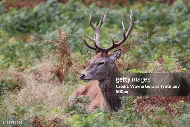 side view of red deer standing on field,richmond park,richmond,united kingdom,uk - wayne gerard trotman stockfoto's en -beelden