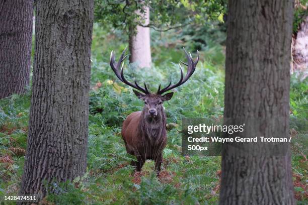 portrait of red deer standing in forest,richmond park,richmond,united kingdom,uk - wayne gerard trotman stockfoto's en -beelden