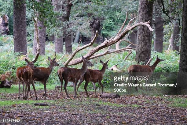 two deer in the forest,richmond park,richmond,united kingdom,uk - wayne gerard trotman stockfoto's en -beelden