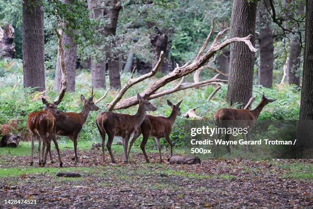 two deer in the forest,richmond park,richmond,united kingdom,uk - wayne gerard trotman - fotografias e filmes do acervo