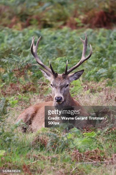 portrait of red deer sitting on field,richmond park,richmond,united kingdom,uk - wayne gerard trotman stockfoto's en -beelden