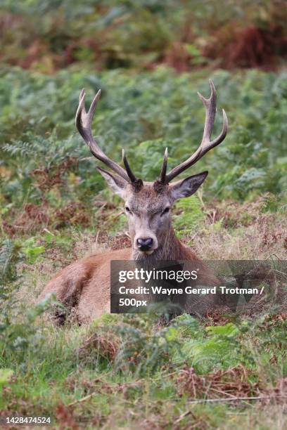 portrait of red deer sitting on field,richmond park,richmond,united kingdom,uk - wayne gerard trotman - fotografias e filmes do acervo