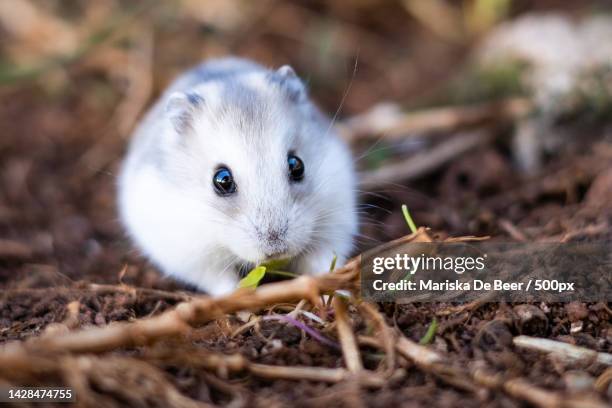 close-up of hamster on field - djungarian hamster stock pictures, royalty-free photos & images