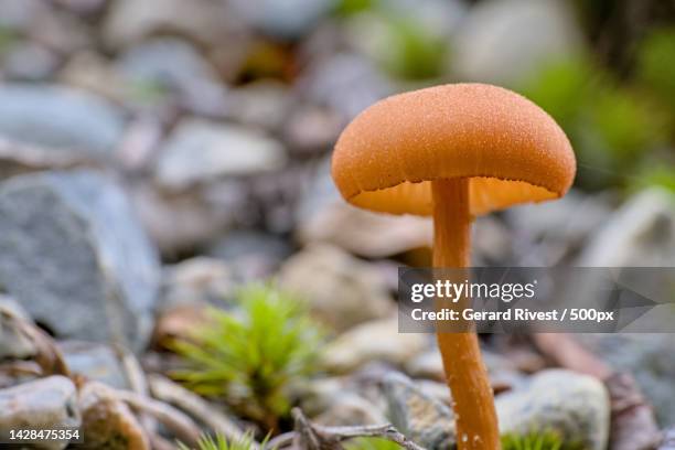 close-up of mushroom growing on field,malartic,quebec,canada - green mushroom stock pictures, royalty-free photos & images
