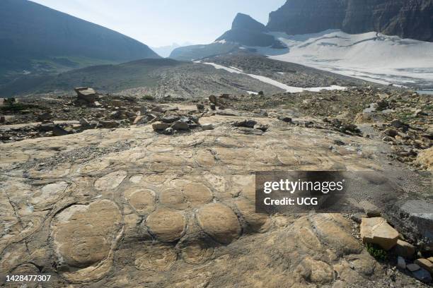 Salt Casts Rocks Fossilized Rock Photos and Premium High Res Pictures - Getty Images