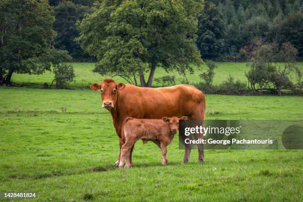 cow and young calf in a green grass area looking at the camera - wallonia stock pictures, royalty-free photos & images