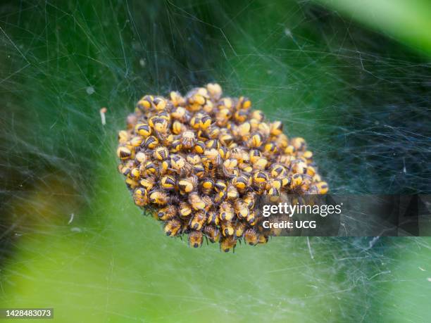 Araneus diadematus, Garden Cross Spider Spiderlings, Cornwall, UK.