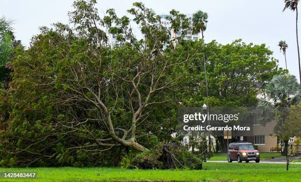 Downed tree lies next to the road after being toppled by the winds and rain from Hurricane Ian on September 28, 2022 in St. Petersburg, Florida. Ian...