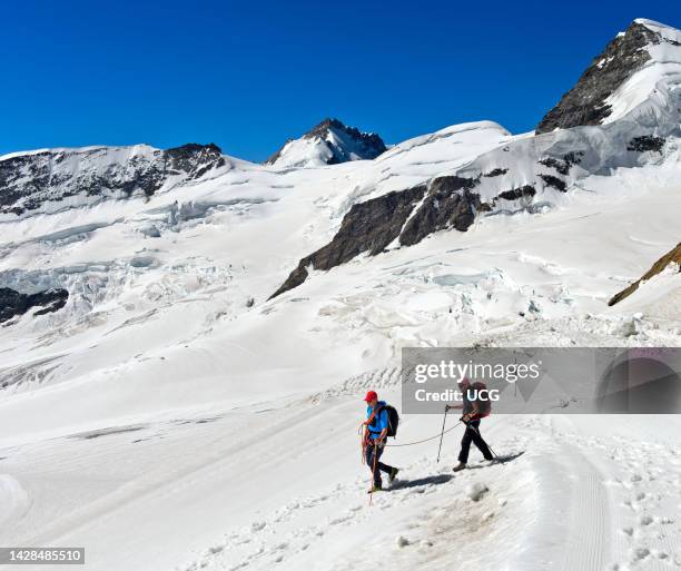 Mountain guide with alpinist on the rope crossing the Jungfraufirn Glacier, Jungfraujoch, Grindelwald, Bernese Alps, Switzerland.