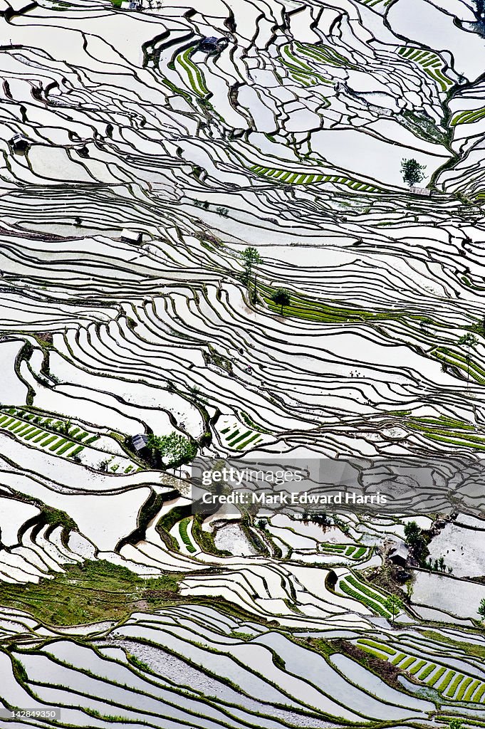 Duoyishu Rice Terrace, China