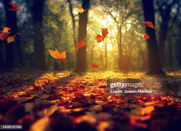 autumn leaves fall - autumn leaves stock-fotos und bilder