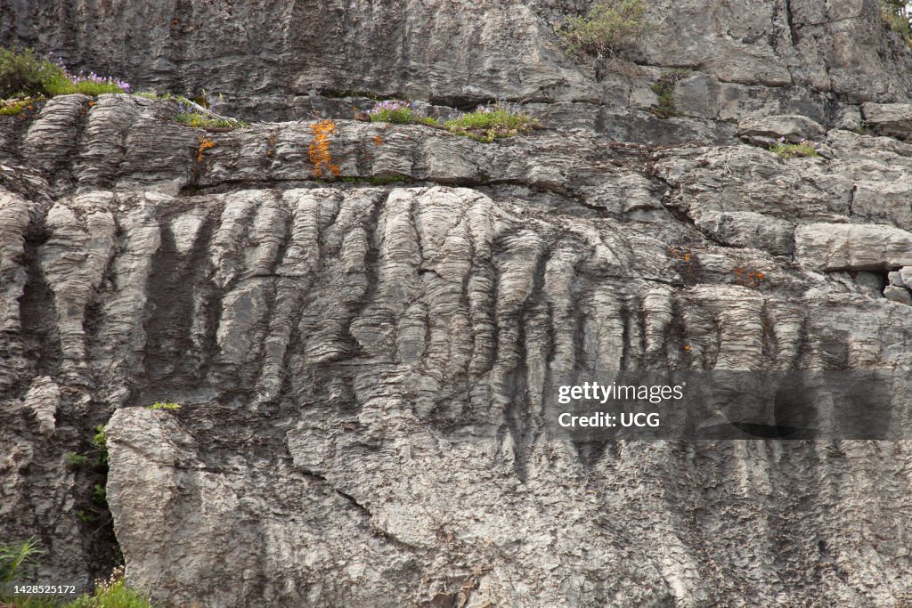 Proterozoic stromatolites, Montana