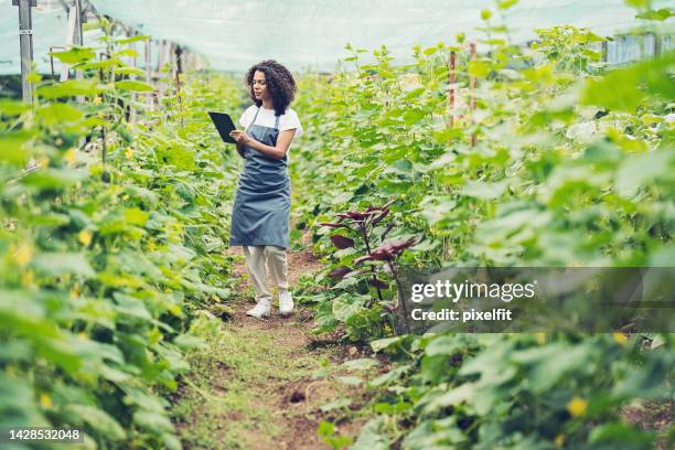 productor de hortalizas - mujeres de mediana edad fotografías e imágenes de stock