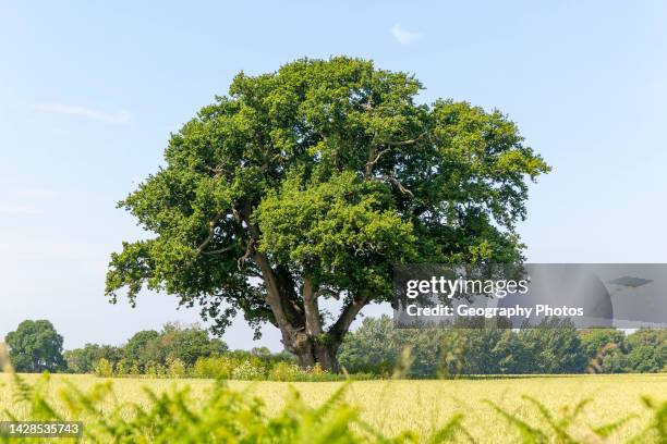 English oak tree 'Quercus robur' standing in field, Sutton, Suffolk, England, UK.