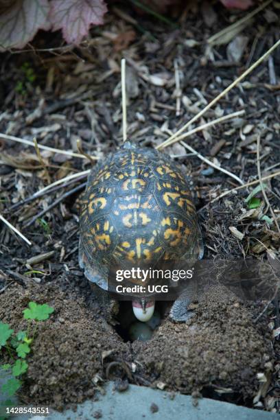 Virginia Box Turtle Shell Box Turtle Photos and Premium High Res Pictures - Getty Images