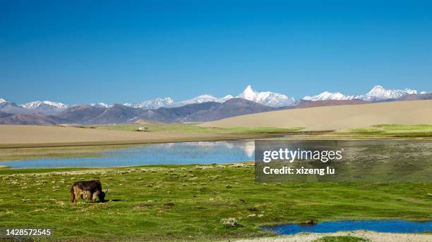 pasture on qinghai tibet plateau - plateau ストックフォトと画像