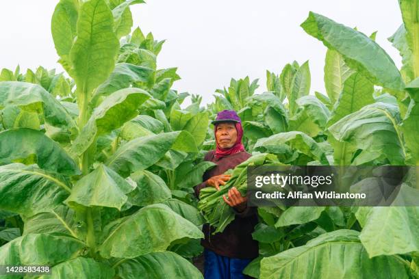 tobacco harvesting - tobacco workers photos et images de collection