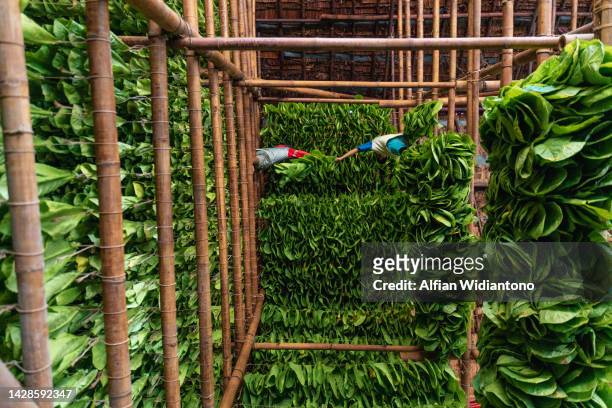 arranging tobacco leaves - tobacco workers stockfoto's en -beelden