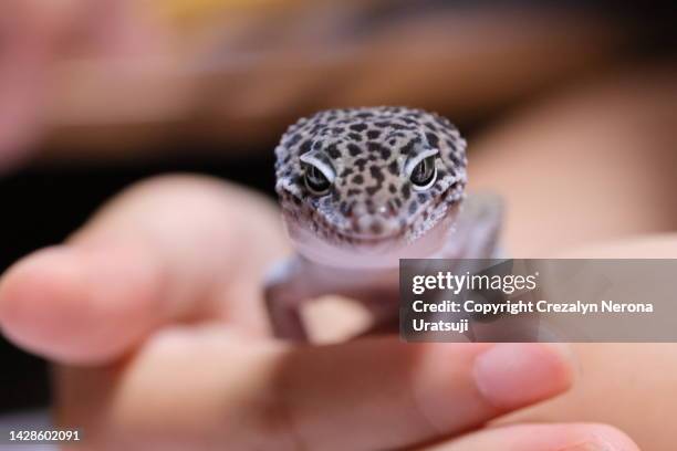 smiling cute leopard gecko on owner's hand. petting and handling leopard gecko in close up - leopard gecko stock pictures, royalty-free photos & images