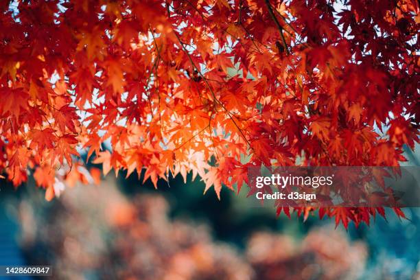 beautiful scenics of japanese maple leaves in nature park with the autumn sunshine. travel, vacation and holiday concept - 紅葉 ストックフォトと画像