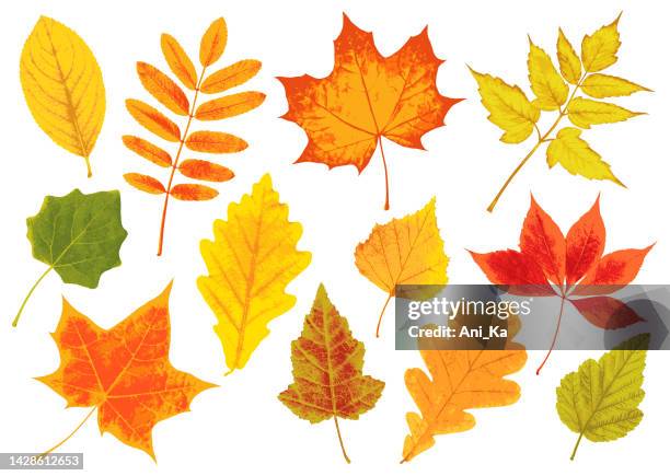 autumn leaves - trees clipart stock illustrations