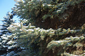 Leafage of Picea pungens covered with snow in mid february