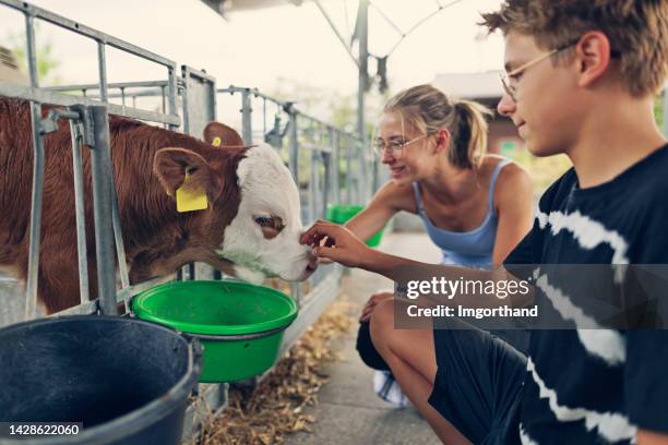 teenage kids petting and stroking a calf on a farm. - happy cow bildbanksfoton och bilder