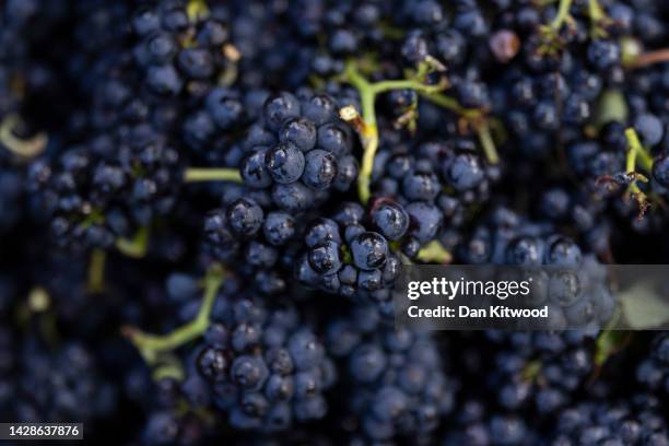 Boxes of grapes are collected at Exton Park vineyard on September 28, 2022 in Southampton, England. The drought conditions across the South of...