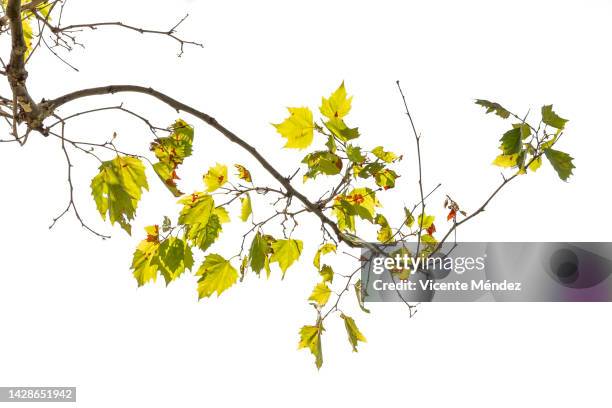 branches and leaves in late summer - limb stock-fotos und bilder