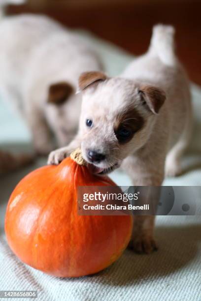 puppy plays with pumpkin - australian cattle dog stockfoto's en -beelden