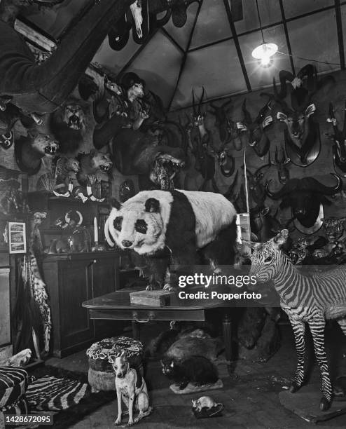 289 Taxidermy Bear Photos and Premium High Res Pictures - Getty Images 289 Taxidermy Bear Photos and Premium High Res Pictures - Getty Images