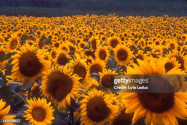 sunflower field - kansas sunflowers stock pictures, royalty-free photos & images