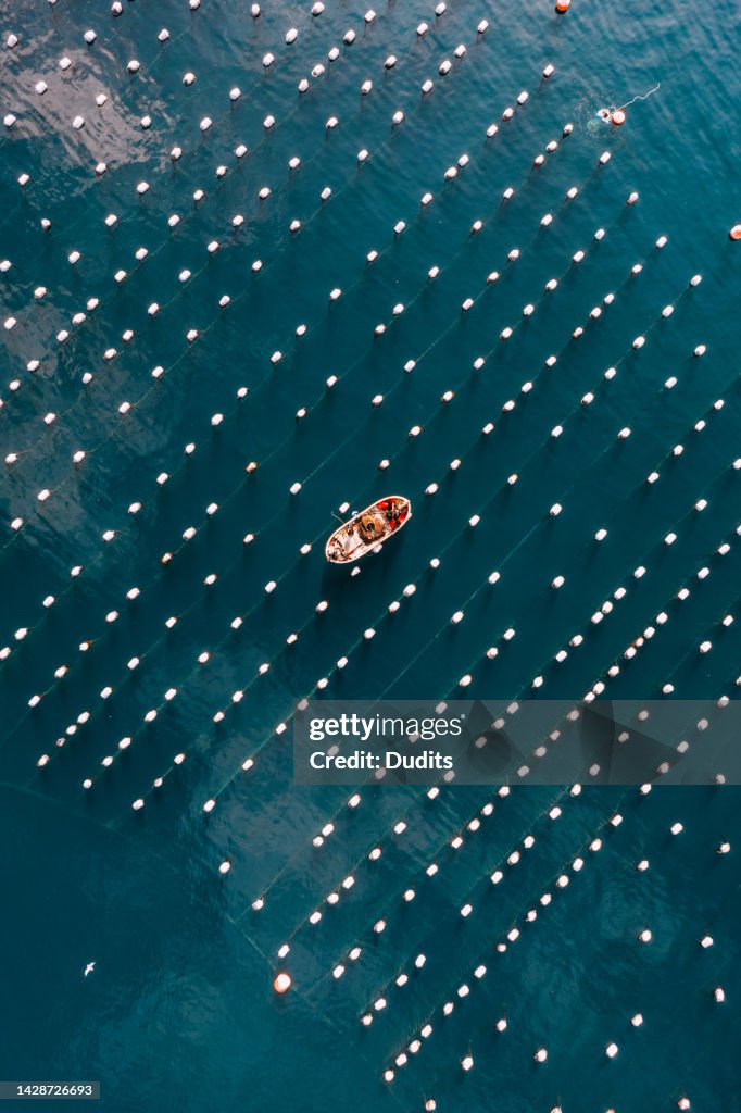 Drone View Mussel and Oyster Farm in the Sea