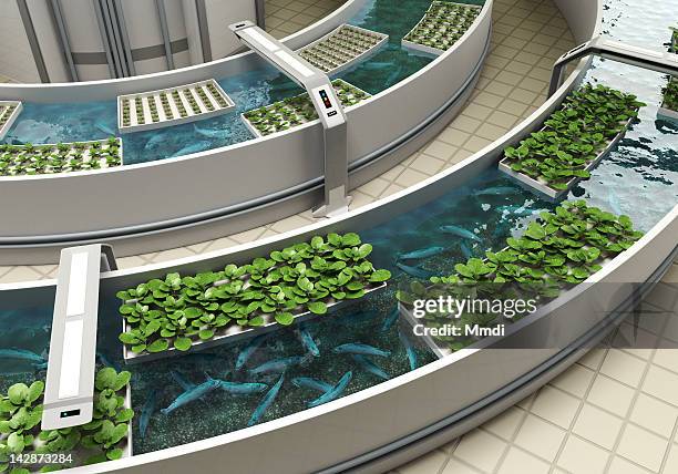 aquaponics detail - hydroponics stock illustrations