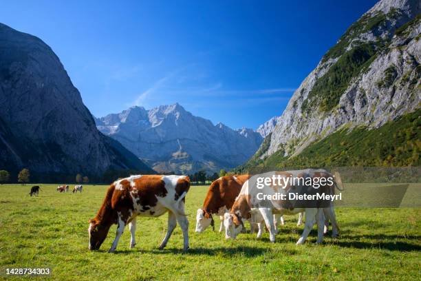 happy cows on an alpine meadow in alps - koe stockfoto's en -beelden