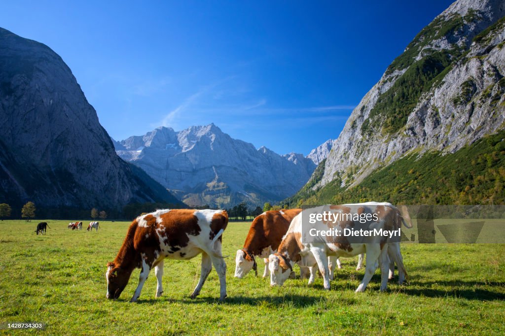 Happy Cows on an alpine meadow in alps