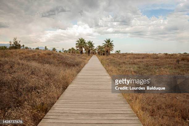 wooden path between palm trees during the drought - benicásim fotografías e imágenes de stock