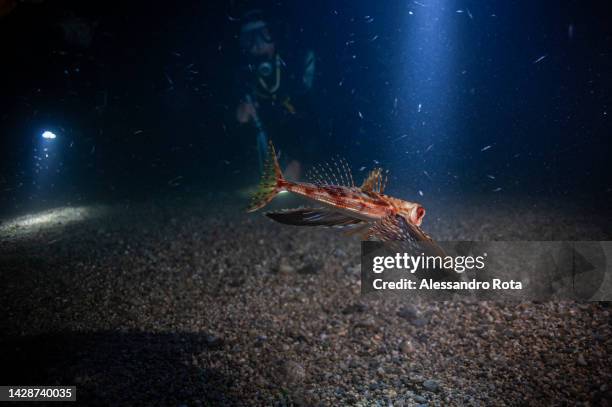 A butterfly fish is seen during a night dive in Gioiosa Marina.