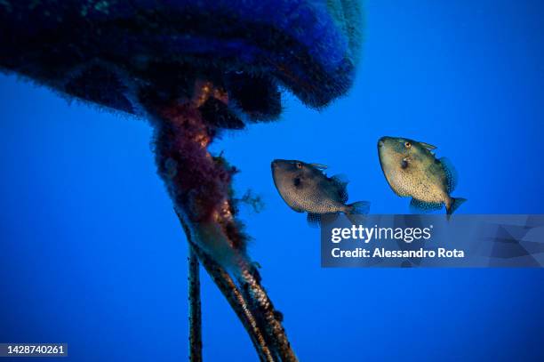 Triggerfishes are seen on the line to the Pasubio wreck which lays on a sand sea bottom at a depth of -40meters. It was a steamer 90m long, torpedoed...