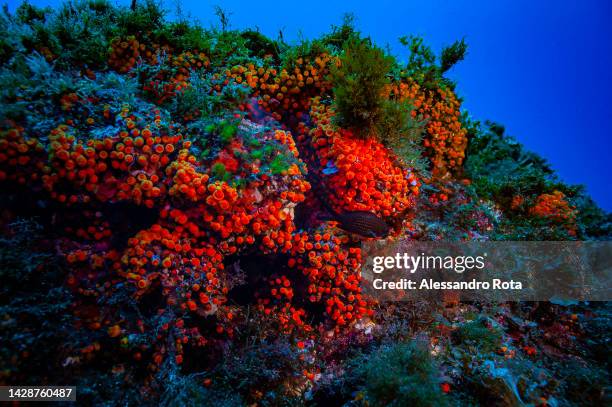 Colonies of red soft corals, are seen by the coast drop of Scilla, which is considered the starting point of the Strait of Messina, on the mainland...