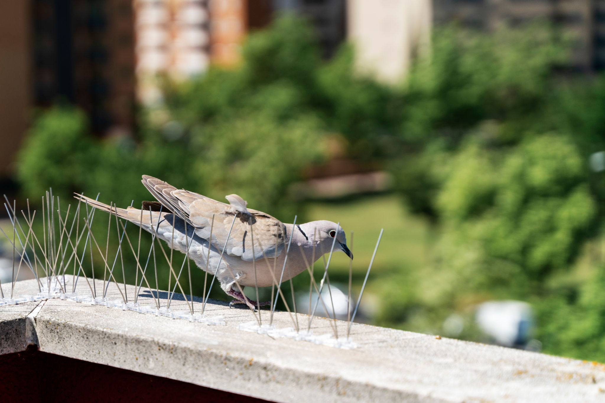 bird control